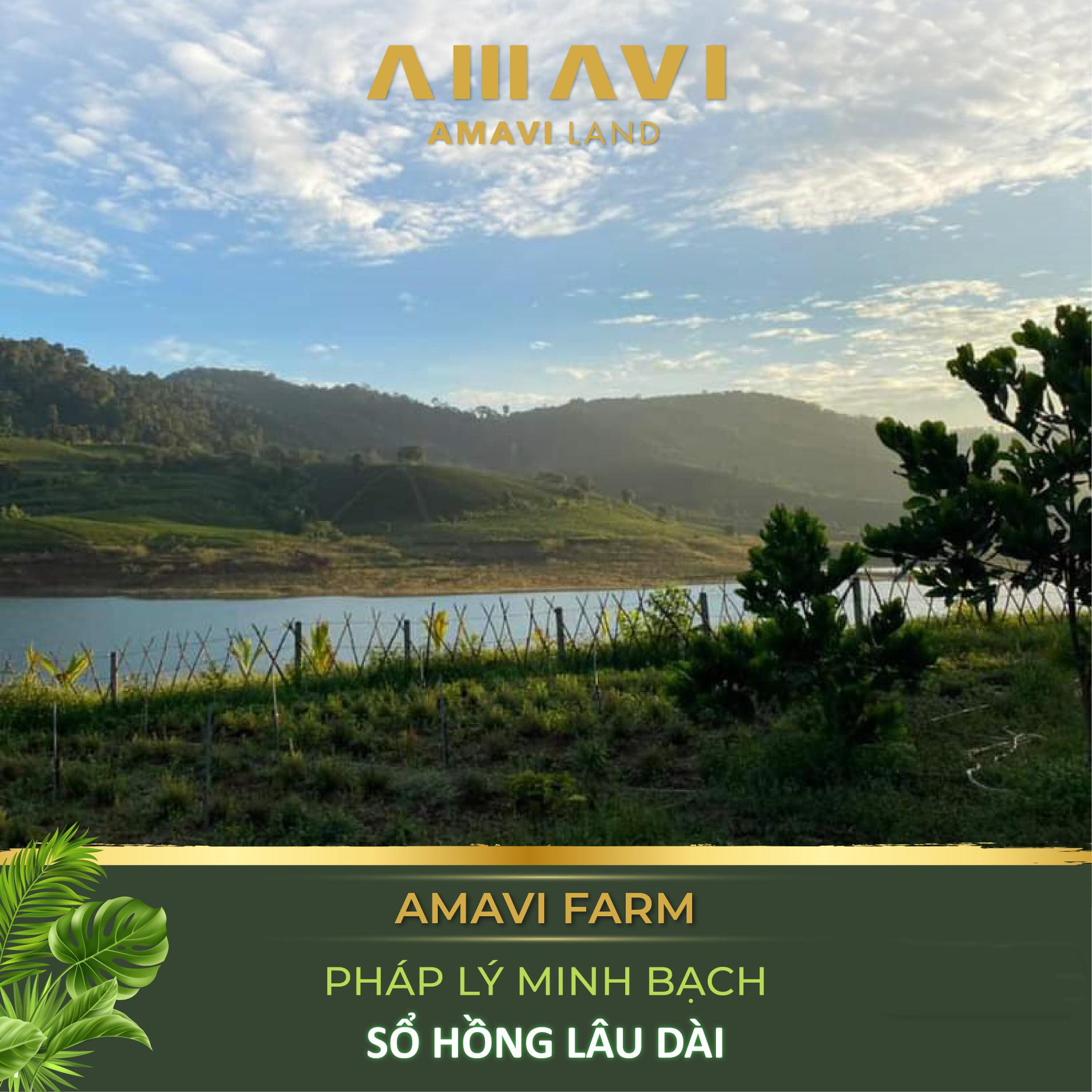 07193528-4-amavi-farm-bao-loc