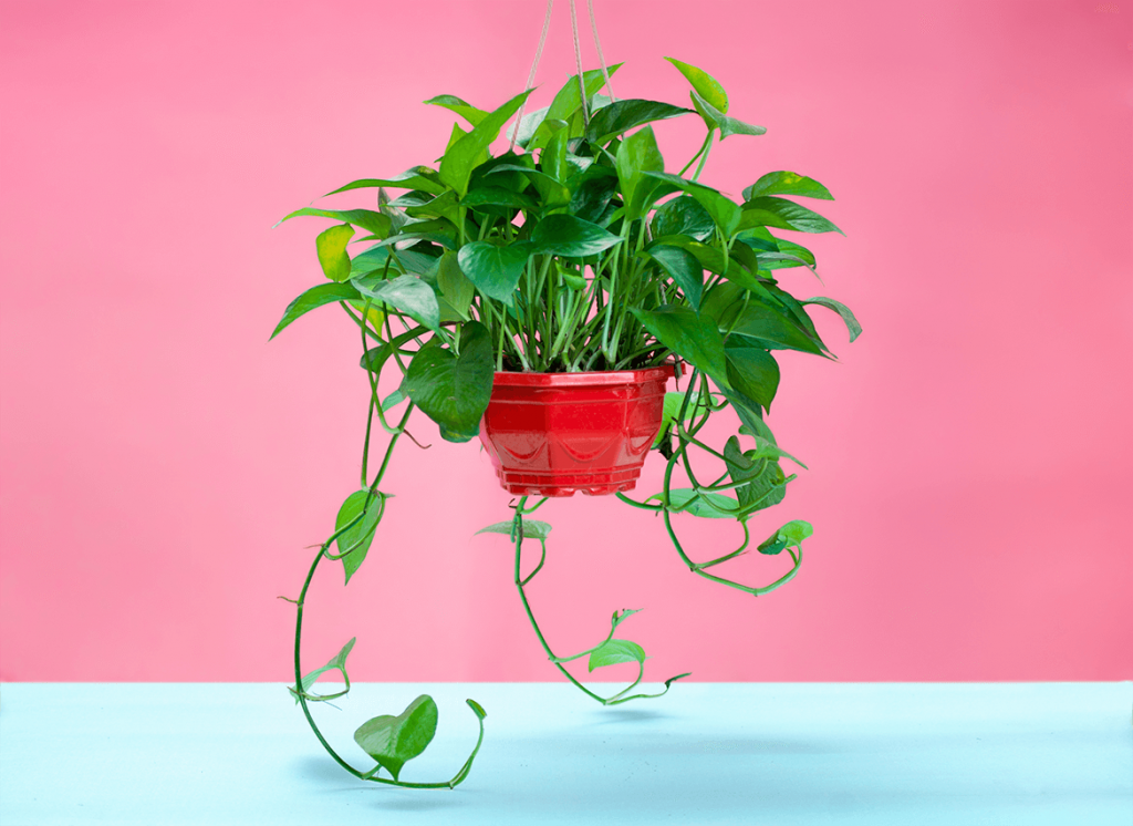 những loại cây này để đón “tài lộc” vào nhà - Cây vạn niên thanh