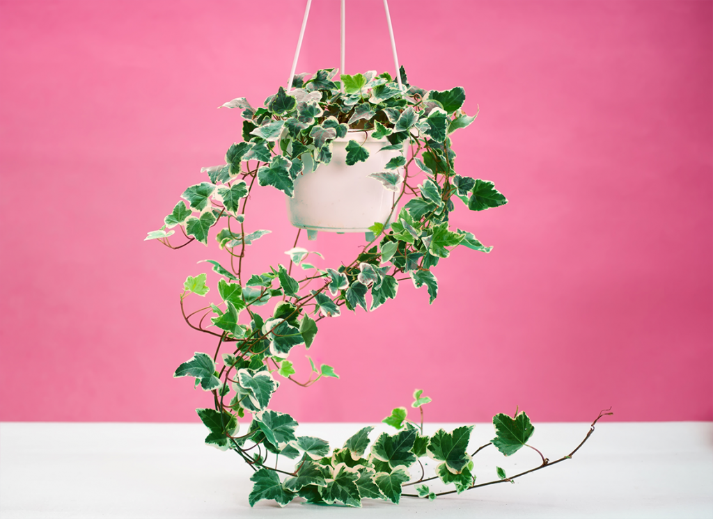 những loại cây này để đón “tài lộc” vào nhà - Thường xuân