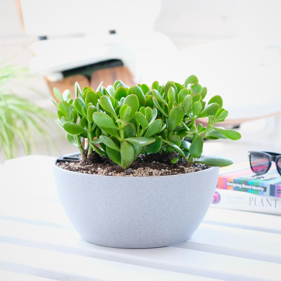 những loại cây này để đón “tài lộc” vào nhà - Cây ngọc bích