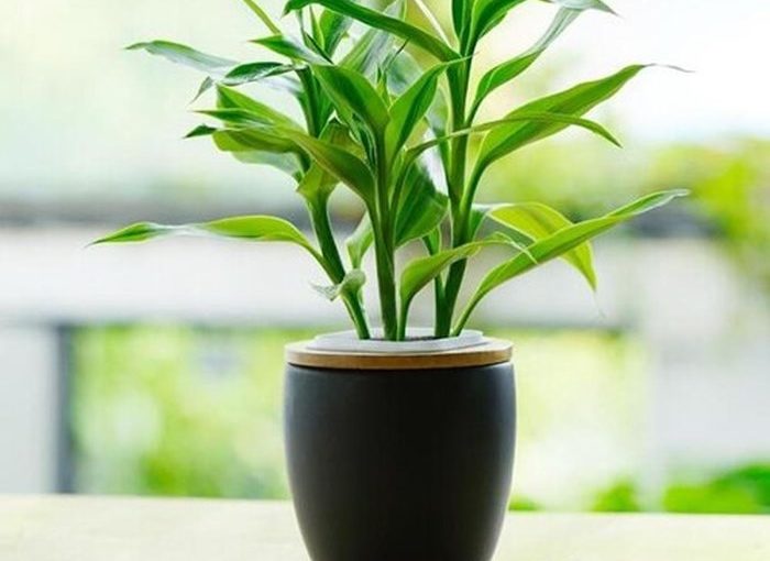 Cây xanh giúp hóa giải vận xui