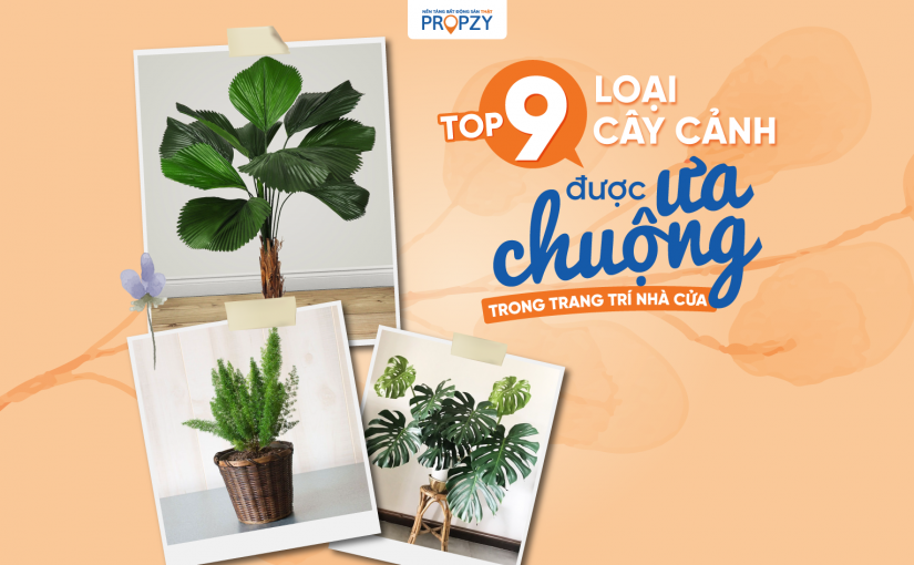 HÔ BIẾN CĂN NHÀ TRÔNG ĐẸP MẮT VỚI TOP 9 LOẠI CÂY DỄ TRỒNG VÀ GIÁ CẢ PHẢI CHĂNG