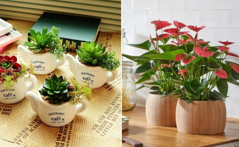 3 cách chọn cây để bàn làm việc giúp tạo sinh khí, hút tài lộc