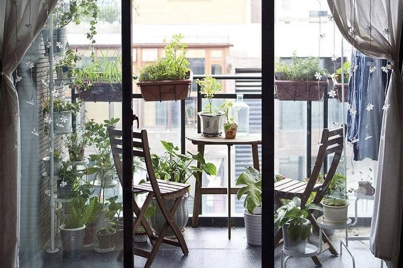 Ưu tiên các loại cây cảnh có kích thước không quá lớn