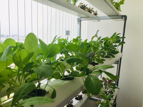 Chọn những loại rau, củ dễ trồng, có thời gian thu hoạch nhanh