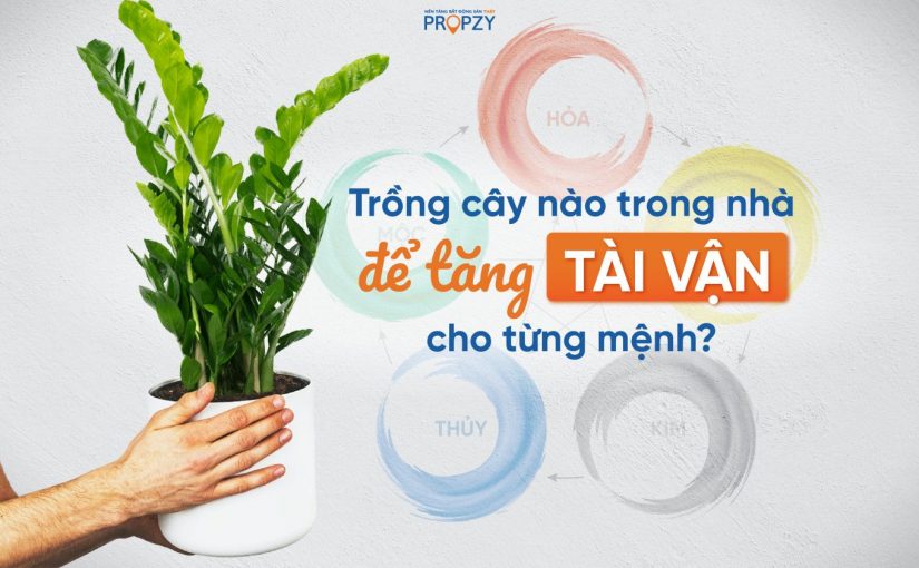 Trồng cây nào trong nhà để tăng tài vận cho từng mệnh?