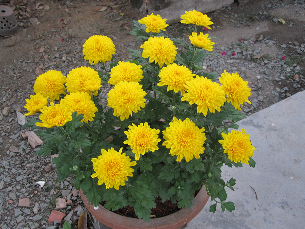 những loại cây này để đón “tài lộc” vào nhà - Hoa cúc