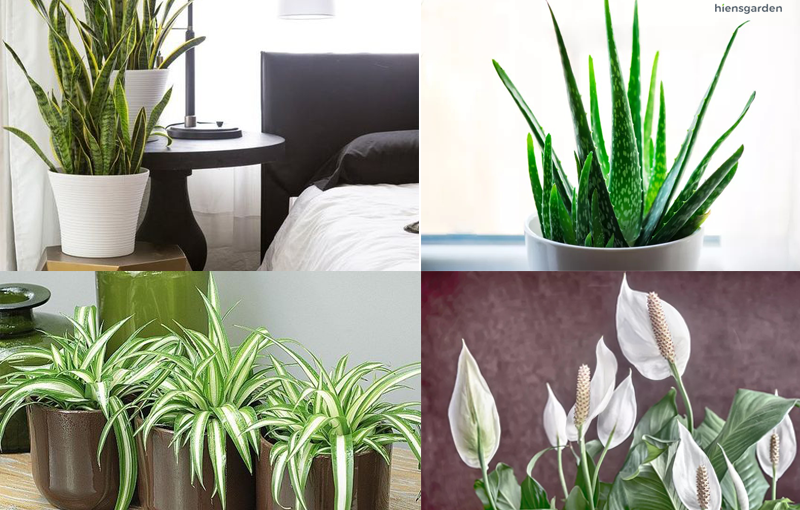 10 Loại cây trồng trong nhà thanh lọc không khí tốt nhất cho phòng ngủ