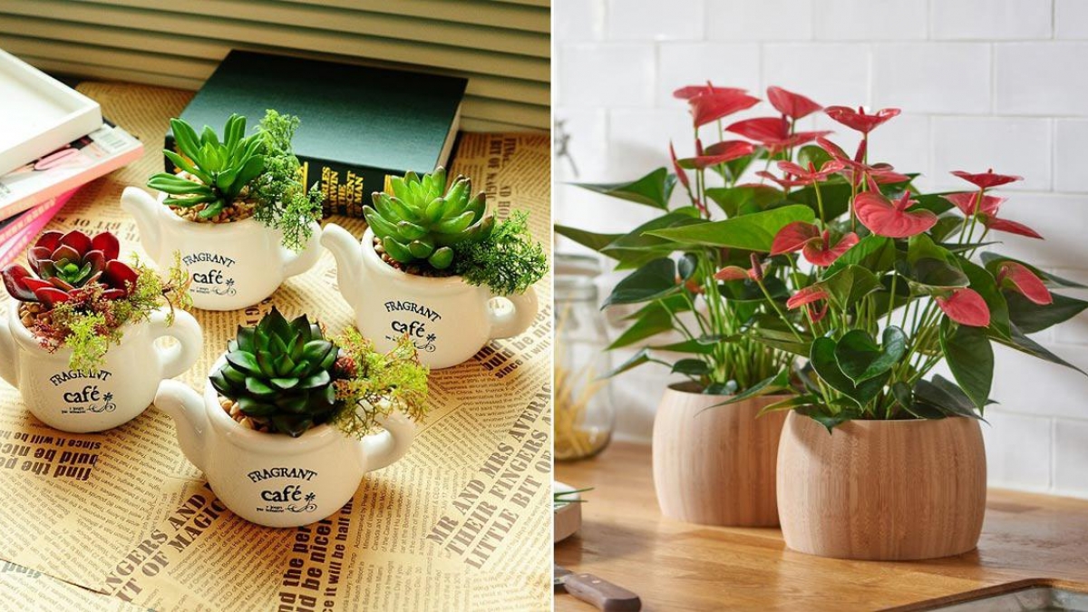 cây để bàn làm việc