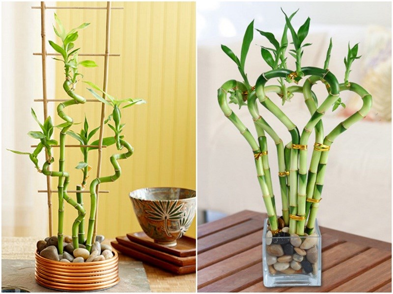 những loại cây này để đón “tài lộc” vào nhà - Cây phất dụ