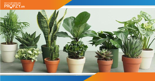 Chọn cây cảnh phù hợp với tuổi hút tài lộc vượng khí cho gia chủ