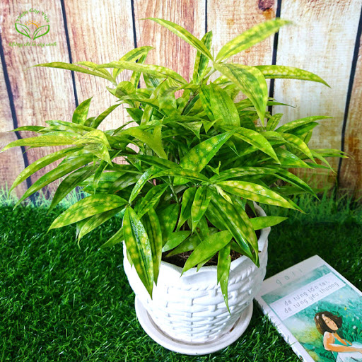 chon-cay-canh-phu-hop-voi-tuoi-hoi-truc-nhat-vang chon-cay-canh-phu-hop-voi-tuoi