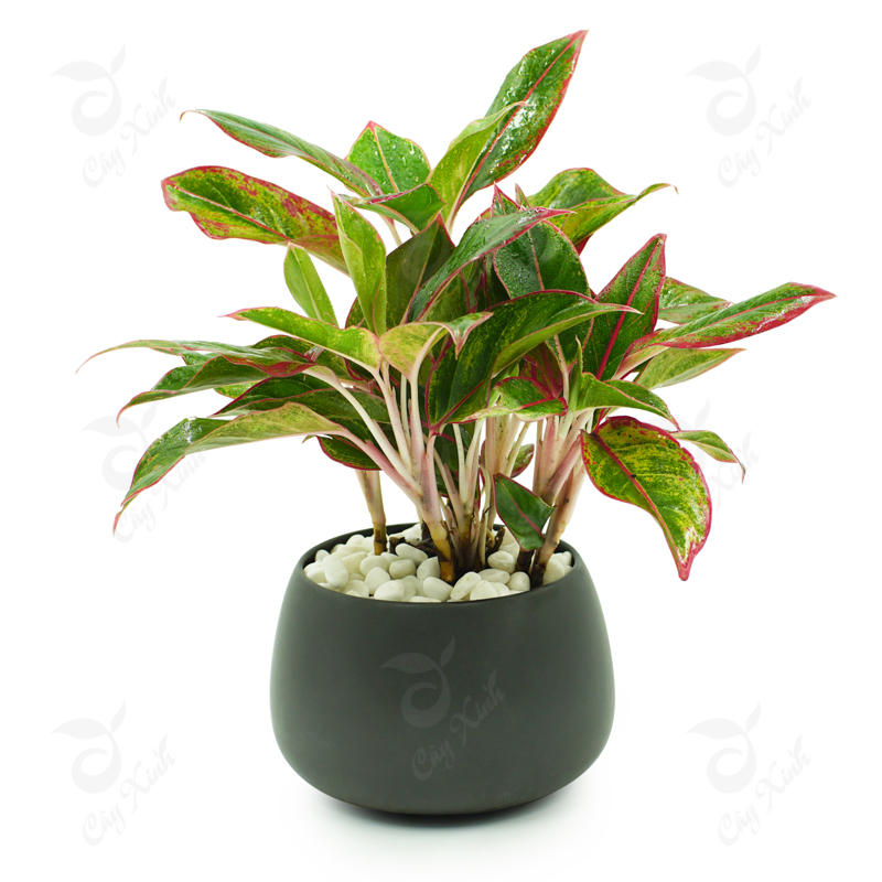 chon-cay-canh-phu-hop-voi-tuoi-meo-cay-phu-quy chon-cay-canh-phu-hop-voi-tuoi