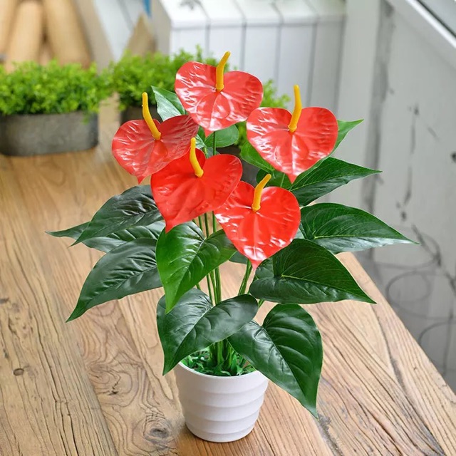 chon-cay-canh-phu-hop-voi-tuoi-ngo-cay-hong-mon chon-cay-canh-phu-hop-voi-tuoi