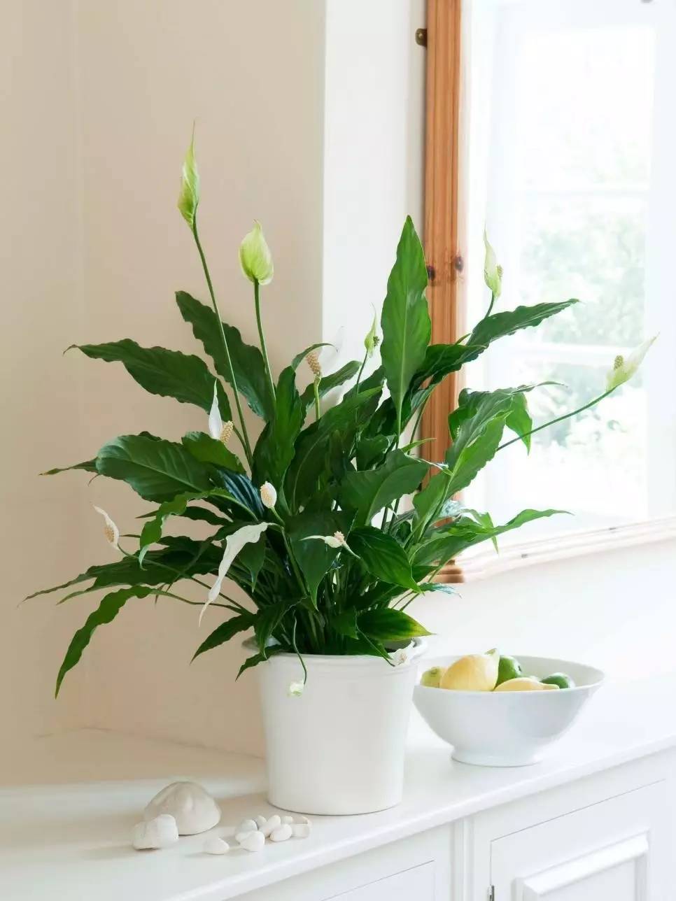 chon-cay-canh-phu-hop-voi-tuoi-thin-cay-lan-y chon-cay-canh-phu-hop-voi-tuoi