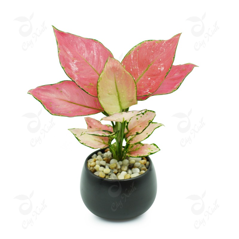 chon-cay-canh-phu-hop-voi-tuoi-tuat-cay-van-loc chon-cay-canh-phu-hop-voi-tuoi