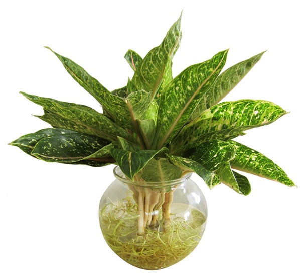 chon-cay-canh-phu-hop-voi-tuoi-ty-cay-cung-dien-vang chon-cay-canh-phu-hop-voi-tuoi