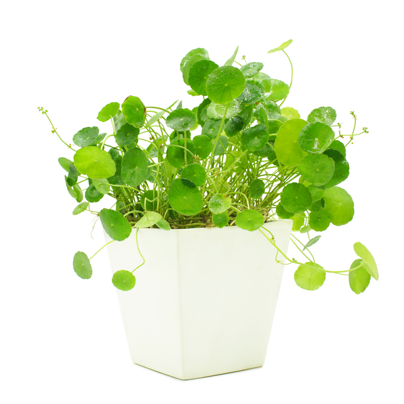 chon-cay-canh-phu-hop-voi-tuoi-ty-co-dong-tien chon-cay-canh-phu-hop-voi-tuoi