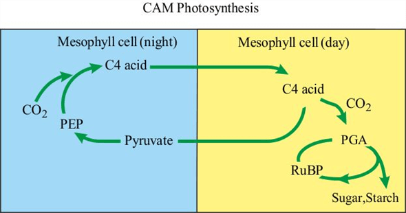 Cơ chế sinh học của cây CAM