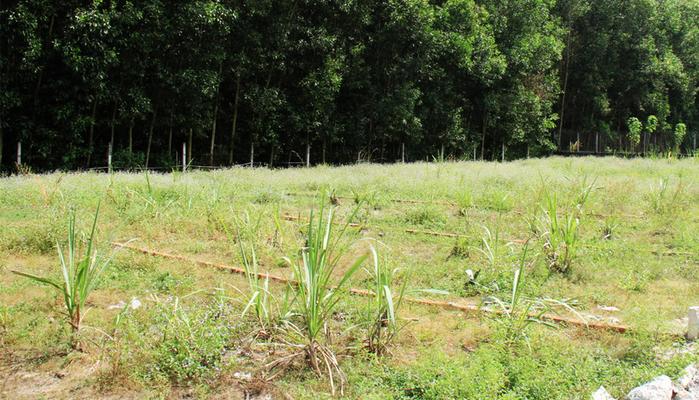 co-nen-mua-dat-nong-nghiep-khi-dau-tu-bat-dong-san-2 Đất thổ vườn là gì? Có nên mua đất thổ vườn không?