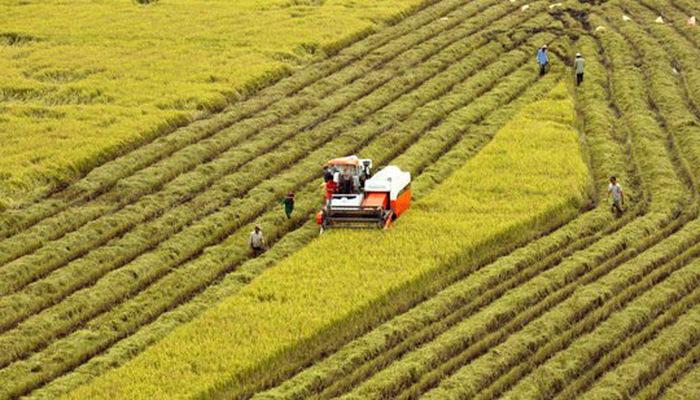 Có nên mua đất nông nghiệp khi đầu tư bất động sản?