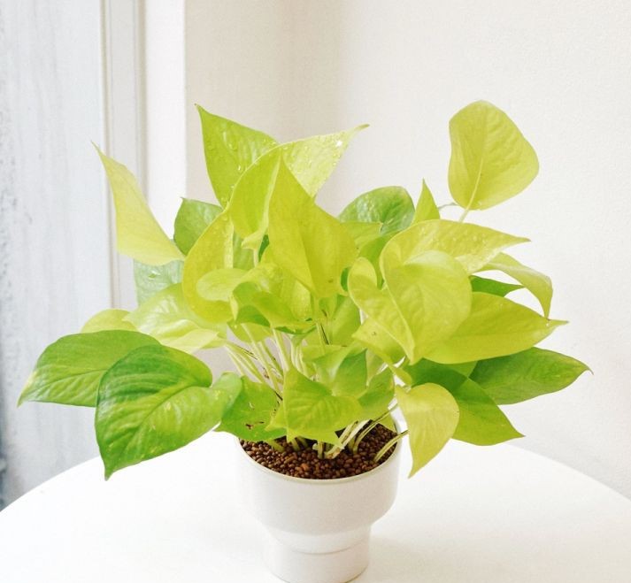 trau ba vang phong thuy