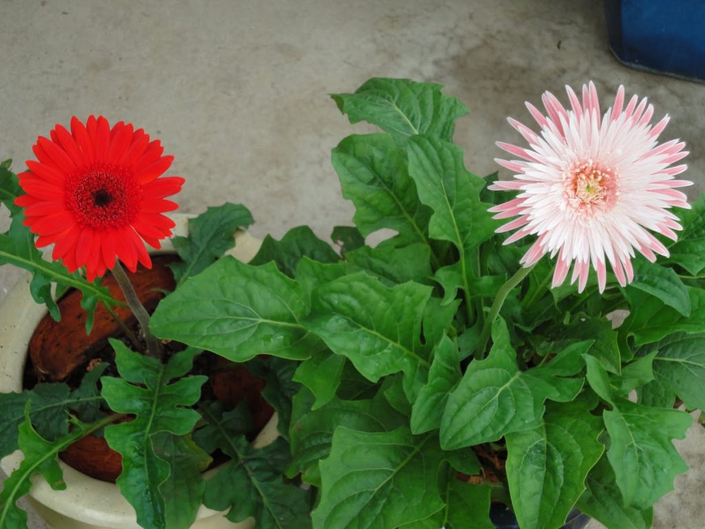 những loại cây này để đón “tài lộc” vào nhà - Hoa đồng tiền