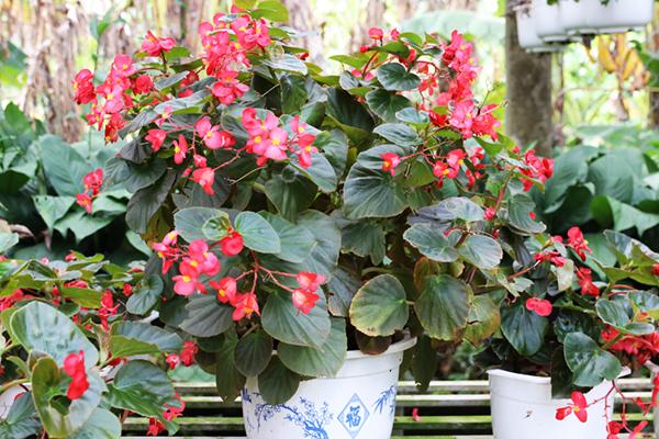 goi-ten-cac-loai-hoa-de-trong-o-ban-cong-leo-gian-xanh-quanh-nam-10 Hoa thu hải đường được chọn để trồng ở ban công