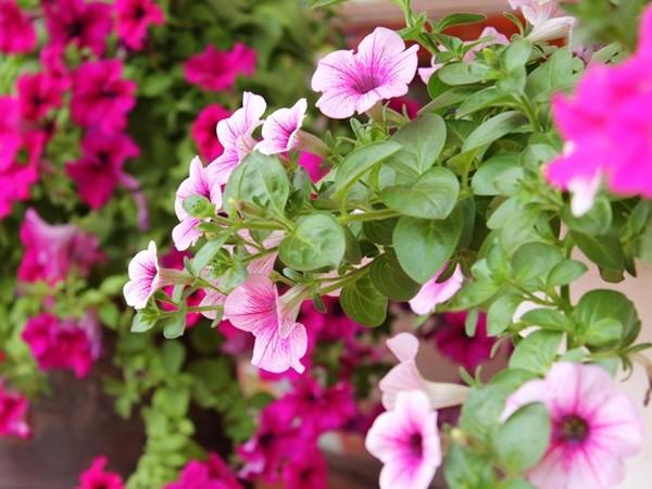 goi-ten-cac-loai-hoa-de-trong-o-ban-cong-leo-gian-xanh-quanh-nam-3 Các loại hoa dễ trồng ở ban công