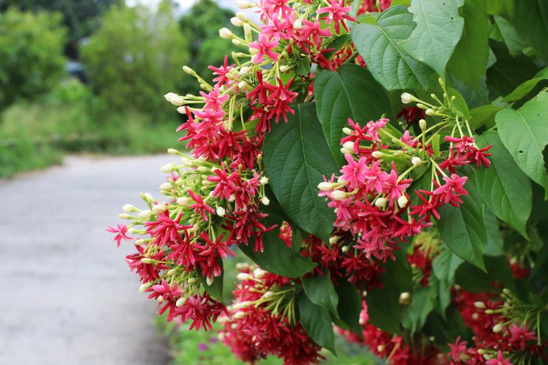 goi-ten-cac-loai-hoa-de-trong-o-ban-cong-leo-gian-xanh-quanh-nam-9 Hoa sử quân tử là loại hoa rất dễ trồng ở ban công