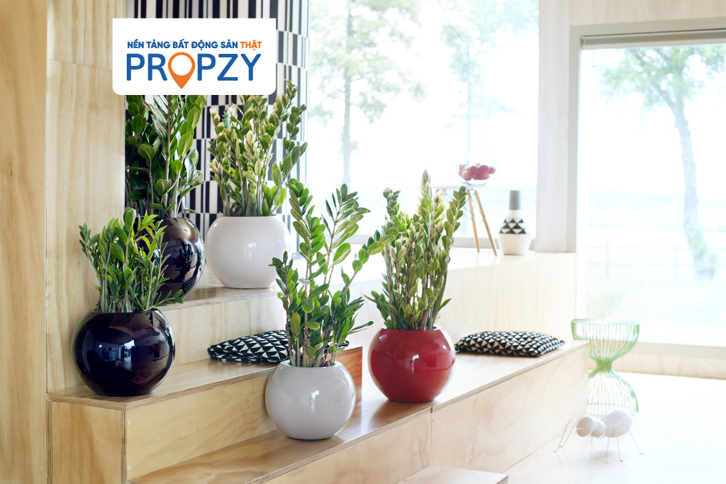 Cây kim tiền phong thủy