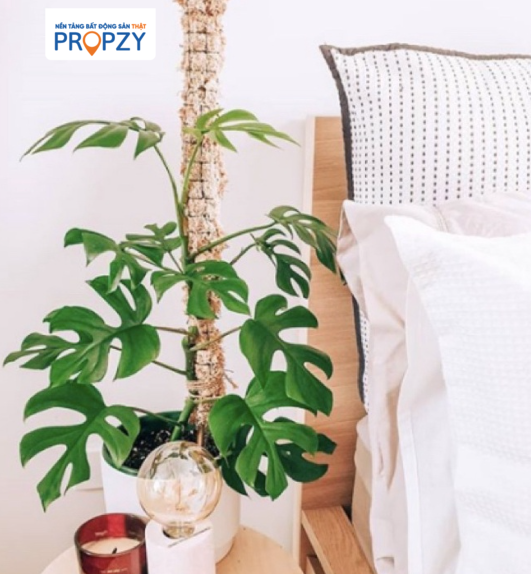 cây Trầu bà xẻ mini (Mini Monsteras)