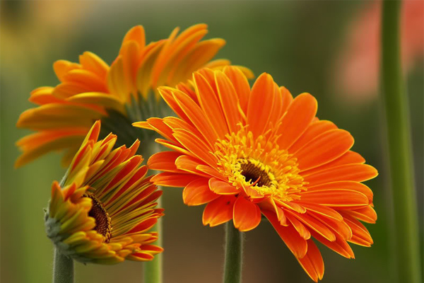 Các loại hoa trưng ngày đầu năm mới đón tài lộc cho gia chủ