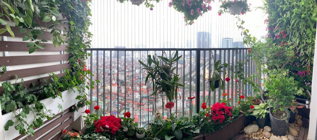 trồng cây ban công