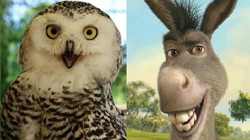 Những cú lừa siêu kinh điển? Liệu trường hợp của bạn đã thật sự “khó đỡ”?