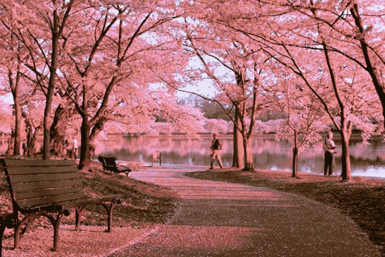 Nhật Bản thu nhỏ Kyoto Retreat Bảo Lộc tại Lâm Đồng