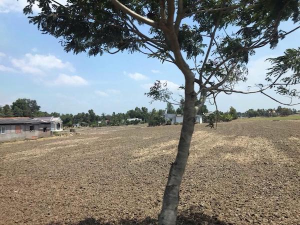 Dân phá ruộng, san lấp đất nông nghiệp đem bán