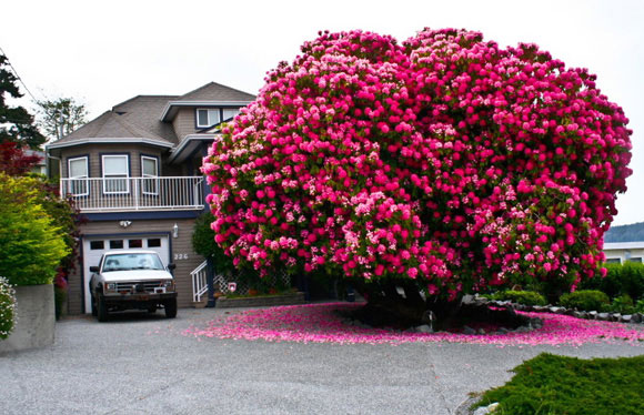 trong-cay-to-canh-nha-se-khien-tien-vao-nhu-nuoc (1)